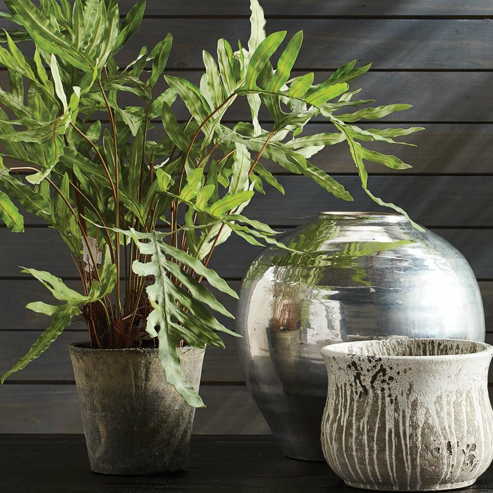 Hare's Foot Fern Potted 36" - Image 2