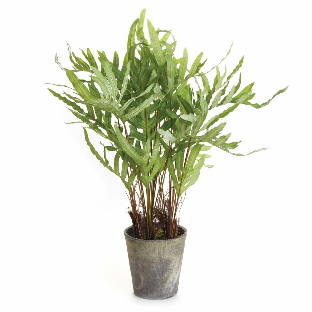 Hare's Foot Fern Potted 36"