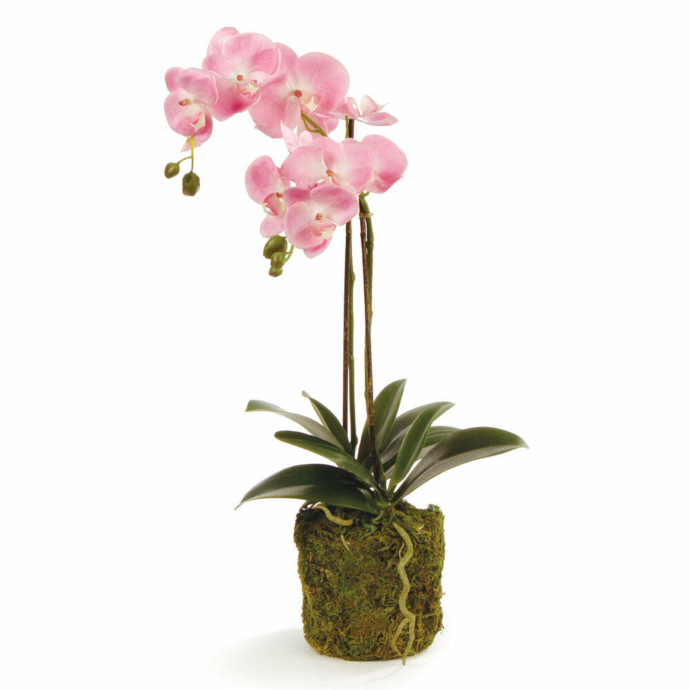Phalaenopsis Orchid Drop-In 23"