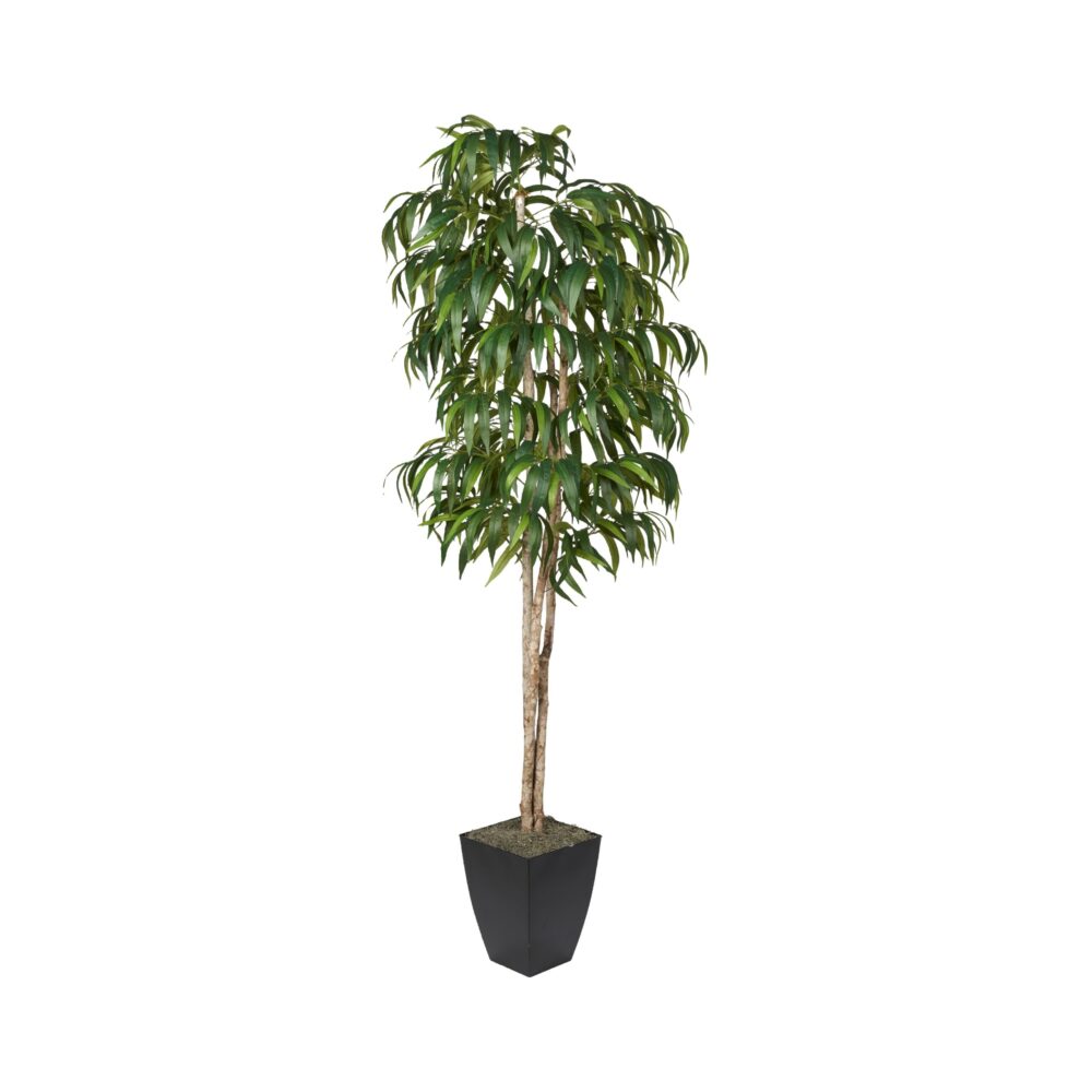 8′ Weeping Ficus in Black Metal Planter