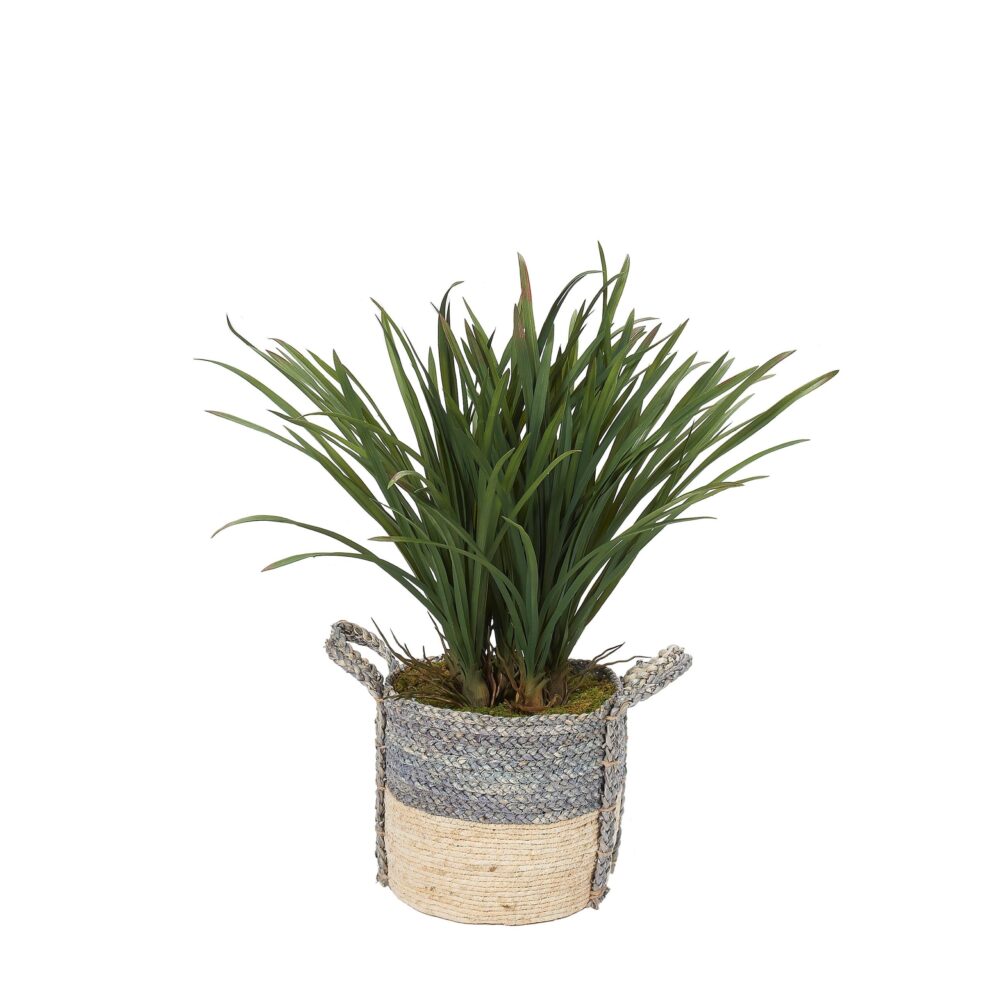 Areca Grass in Grey And Tan Round Basket with Handles