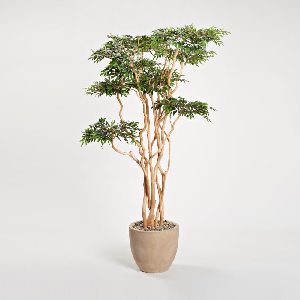 Sandblasted Ruscus Tree in Medium Grove Planter
