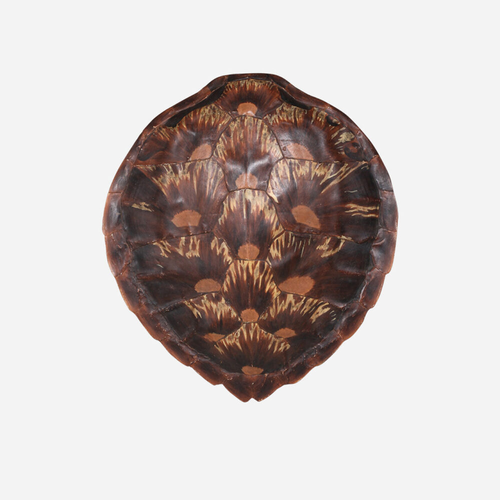 Faux Loggerhead Turtle Shell
